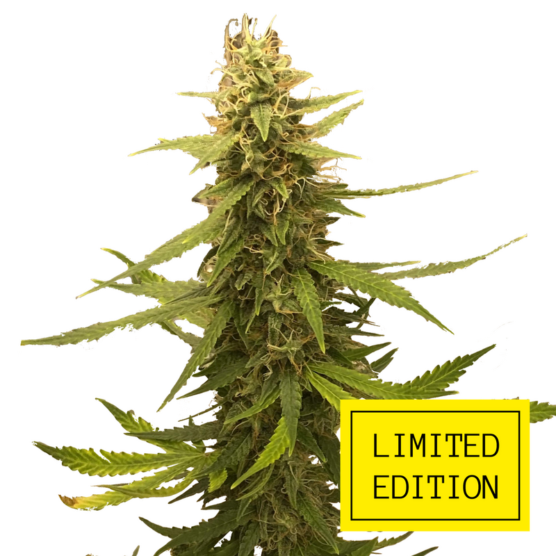 Auto Afghan genetics, Фасовка: 3